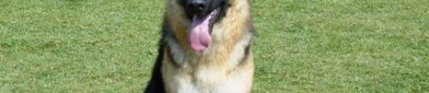 德国牧羊犬吃什么,全面营养与适宜食物选择