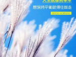 内涵段子现在叫什么app,探索内容分享APP的演变之路