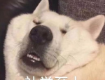 手机动态壁纸怎么设置,个性化界面新体验