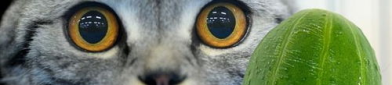 猫为什么怕黄瓜,背后的科学和心理原因