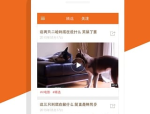 德国牧羊犬吃什么,全面营养与适宜食物选择