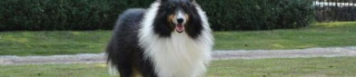 喜乐蒂牧羊犬价格,品质与地域影响下的价格波动